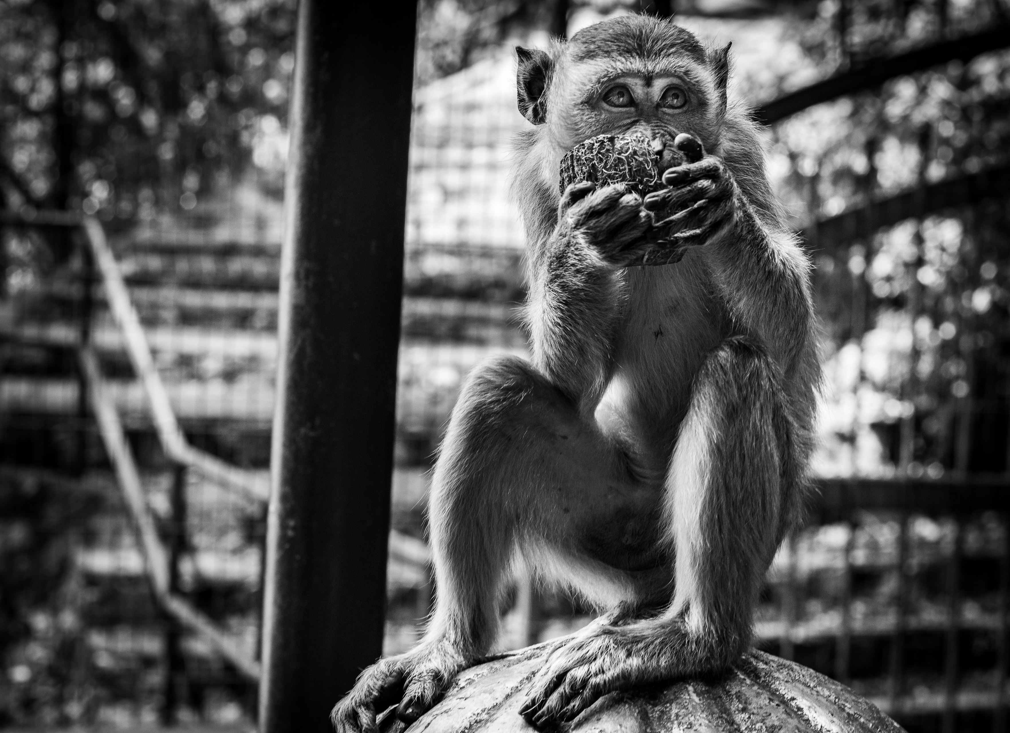 monkey eating fruit